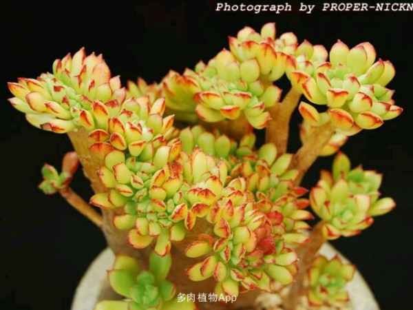 别再只会买红玫瑰了 今年流行的花藏着我们对生活的全部渴望