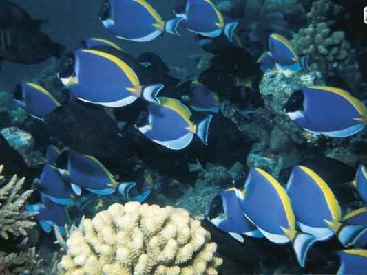 海底森林的真面目 你所不知的珊瑚模样