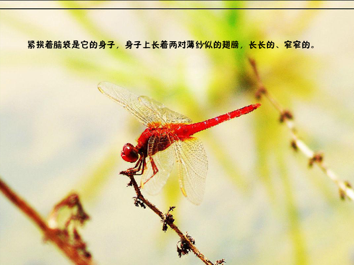 蜻蜓挑选秘籍：找到你的空中舞伴