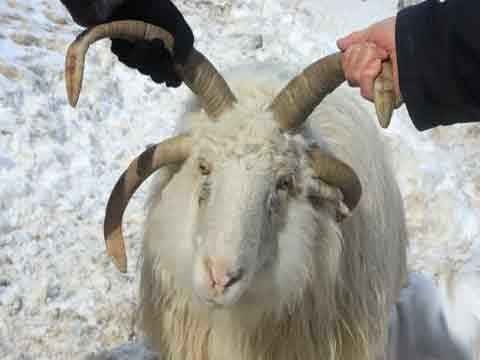 深入探寻羊京皮材质之谜