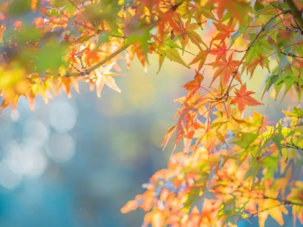 秋日调色盘的自然之谜