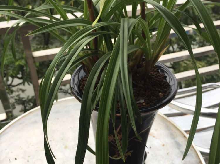 兰花颜色全知道：从素雅到绚烂的色彩奥秘