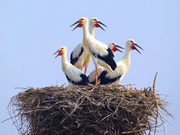 飞鸟到底是啥牌子？扒一扒那些叫飞鸟的品牌